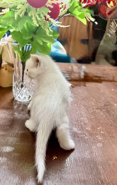 Two persian white male kittens double coated active and friendly
