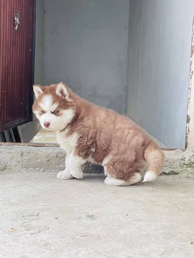 Siberian husky puppy Sher