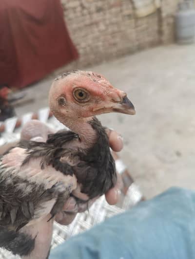 fitter blade line pure aseel