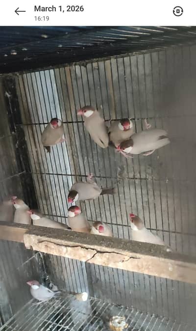 java finch breeder fawn