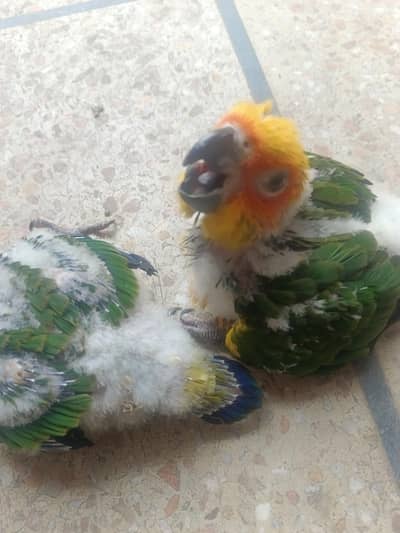 Sun Conure chicks / Conure Parrot /طوطا / sun conure parrots