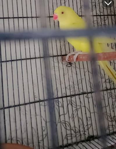 yellow ringnec with dna