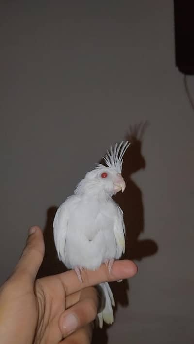 Eno Red Eye Handtamed Cocktail For Sale