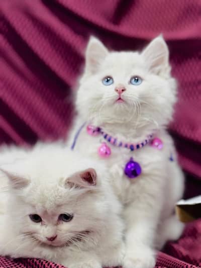 Persian cat for sale my WhatsApp number 0329-70-46-121