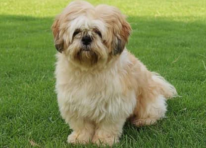 Top quality pure shitzu stud male available for sale