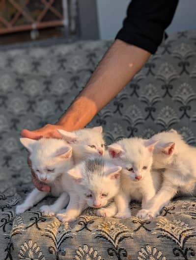 Persian single coat cat baby for sale only interested person can DM