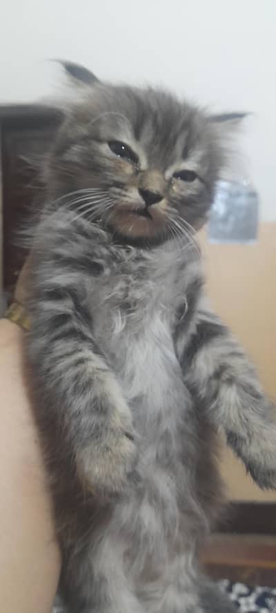 Persion kittens tripple cotted