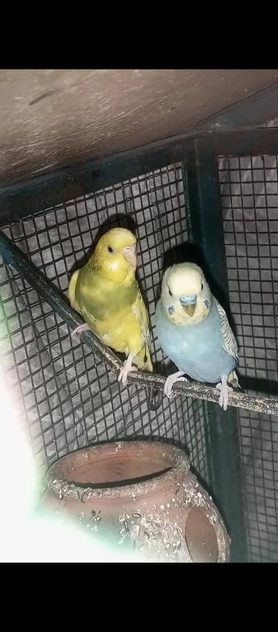 ghr ka Tyr Hoya hain dono hain male or female