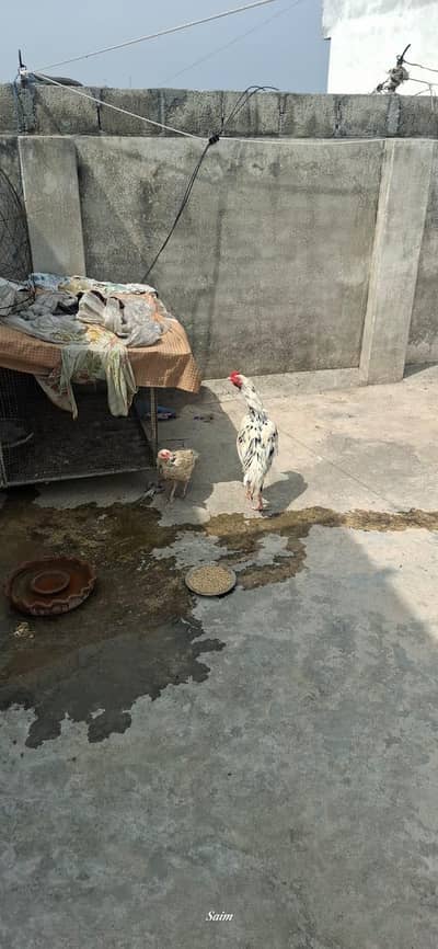 Aseel cheena pair urgent sale jis ko chaia rbta kra