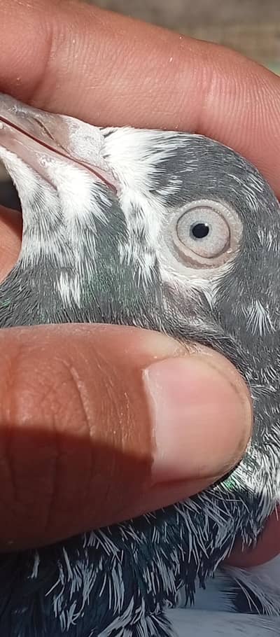 teddy Ch sakhi waly  4 peice 1madi 3 nar  3k per final