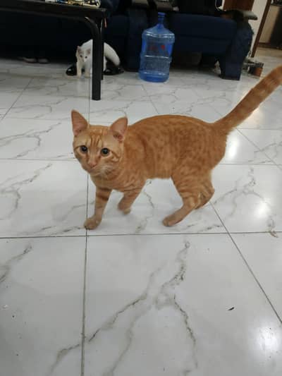 male cat for adoption