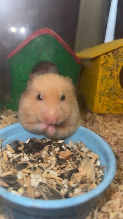 Imported Syrian Hamsters available with free food and bedding!