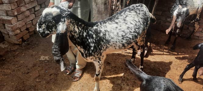 beetal bakri, makhi cheena bakra donda