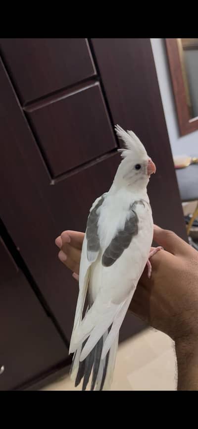 Tame Cocktail parrot mutation breed Eno red eye