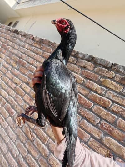 Aseel birds for sale