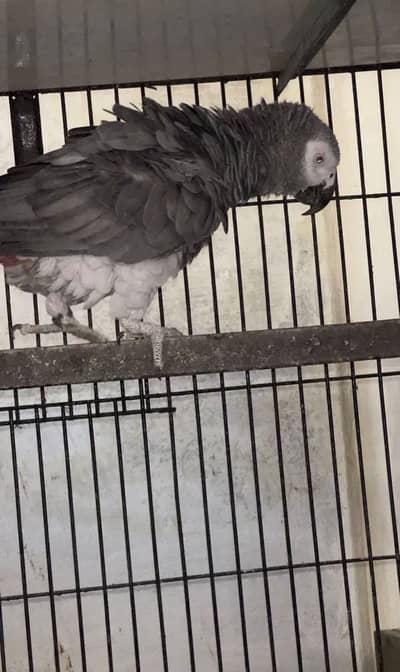 Parrot | African Grey Parrot |Cango African Grey |Grey Parrot For Sale