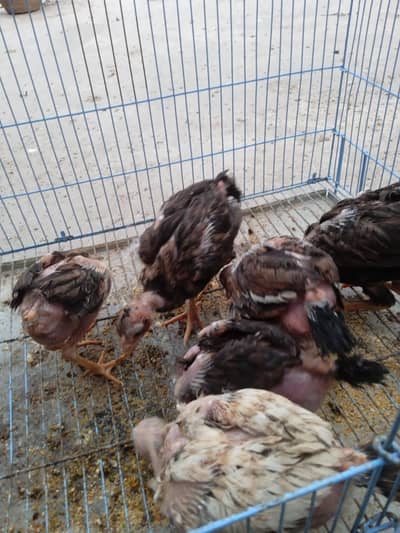 aseel chicks for sell