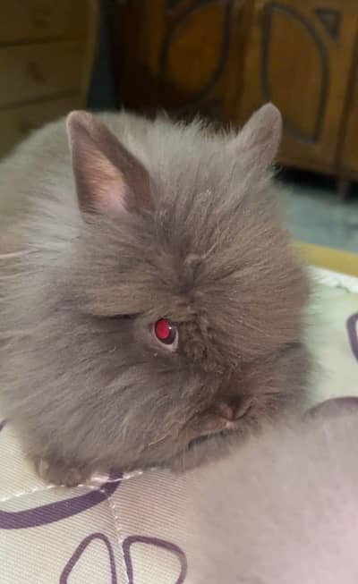 dwarf teddy bear imported breed pair available close to breed