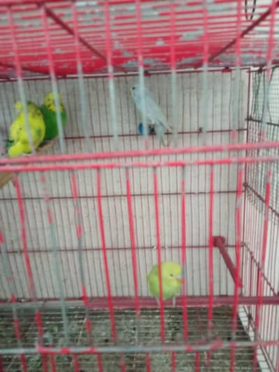 one good budgies pair and cages