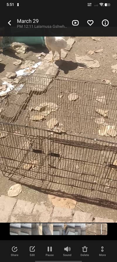 hen cages for sale