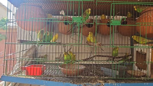 beautiful australian parrots & love birds for sale 