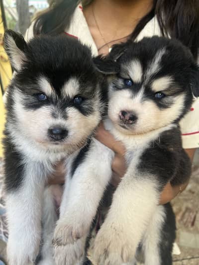 Husky Puppies