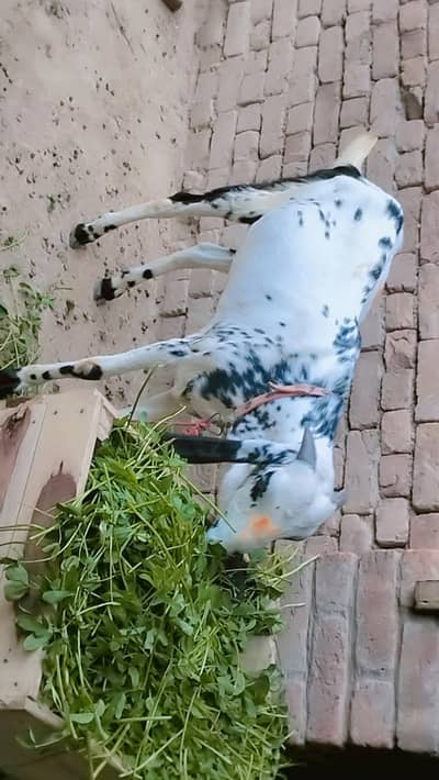 piuer dasi maki chana kassi bakra