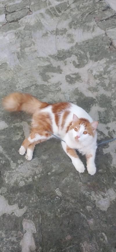 Beautiful persian male. cat for sale