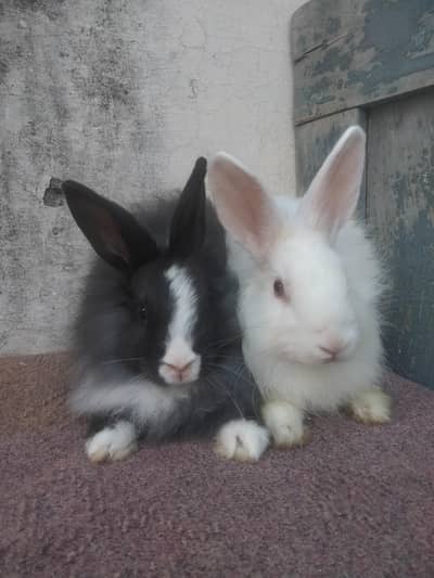 angura pair  rabbit for sale
