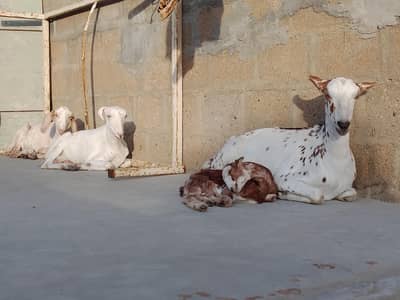 Goats Animals Goats bakres bakriyan goats animal barkers  goats bakri