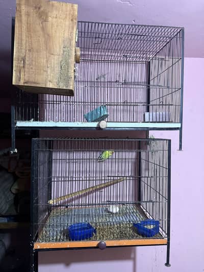 Complete love bird and java setup for sale