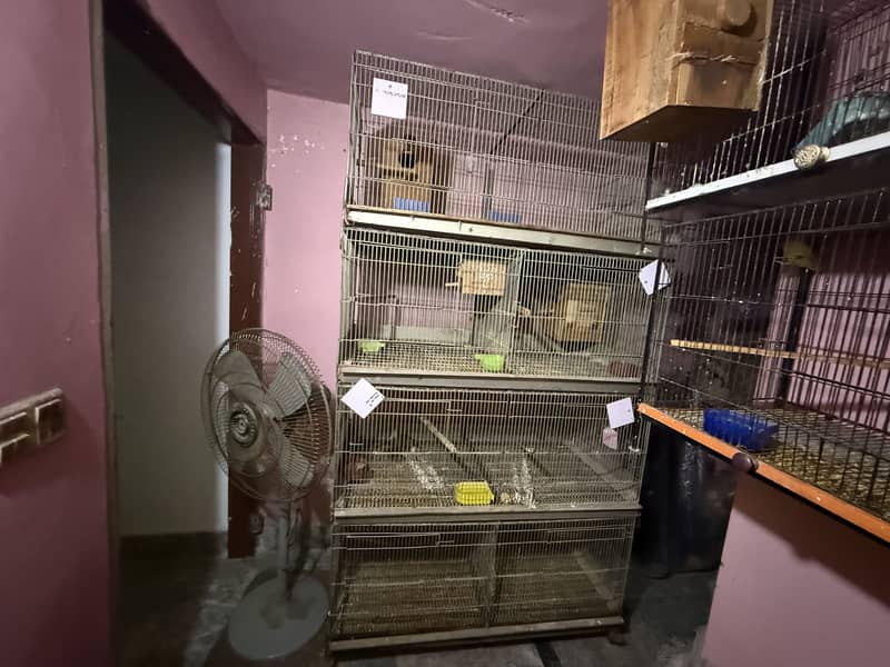 Complete love bird and java setup for sale 2