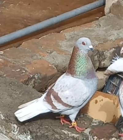 Pigeons 0312 5925861