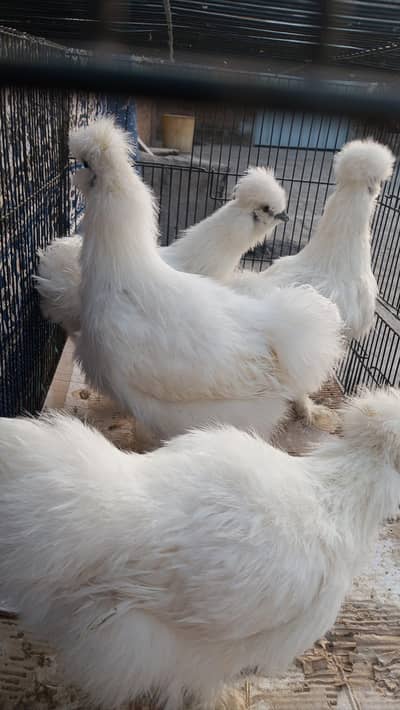 silky white set for sale