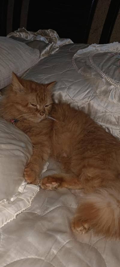 Persian cat pair and two child