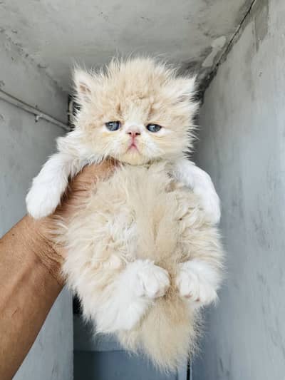 Pure persian piki face bi coloure female kitten