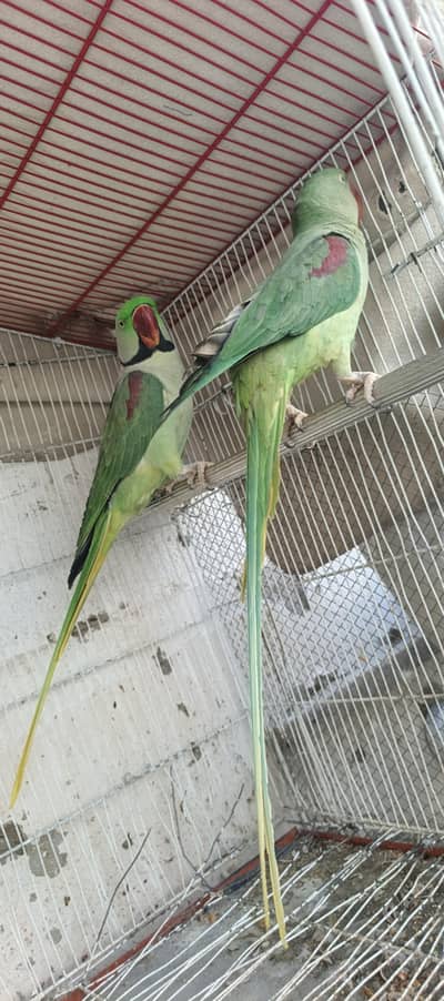 raw talking or breeder pair or ringneck breeder pair