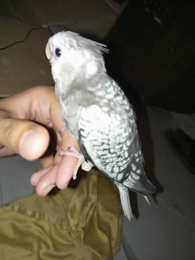 Coacktails  chicks for hand tame purpose