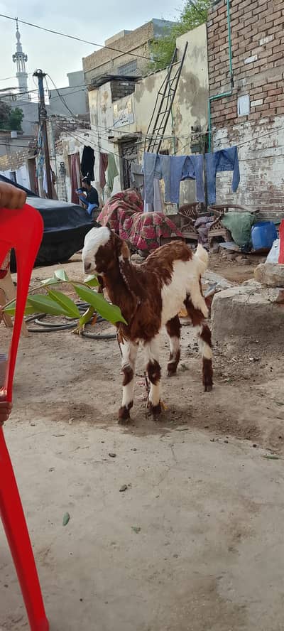 Bakra healthy 4 month ka kamoori nasal ka Urgent for sale