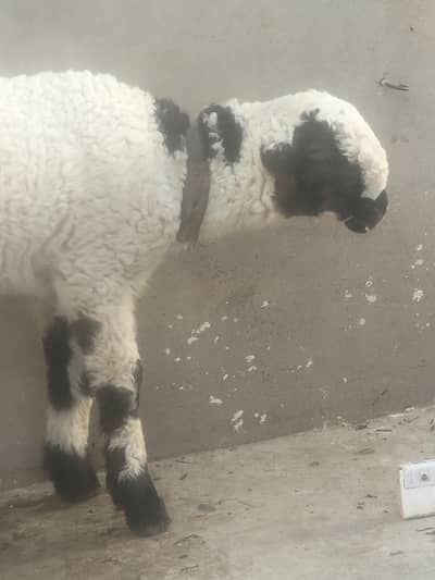 mundra for sale 0300-8398-021