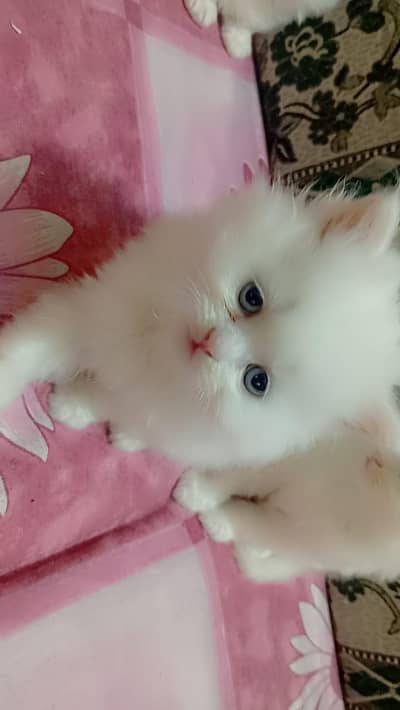 persian cat female  2 moths old  for sale home delivery available