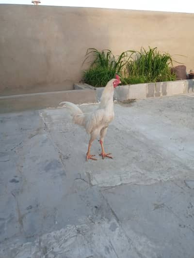 heera aseel hera patha murga