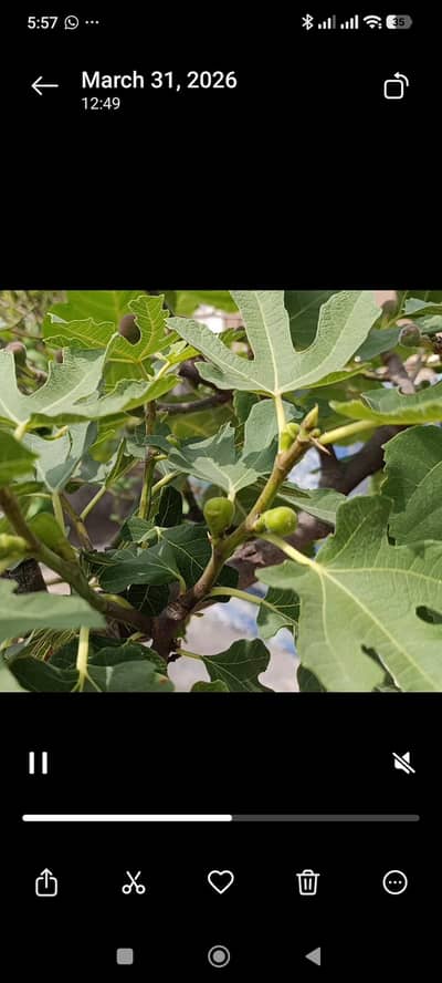 Grafted Fig