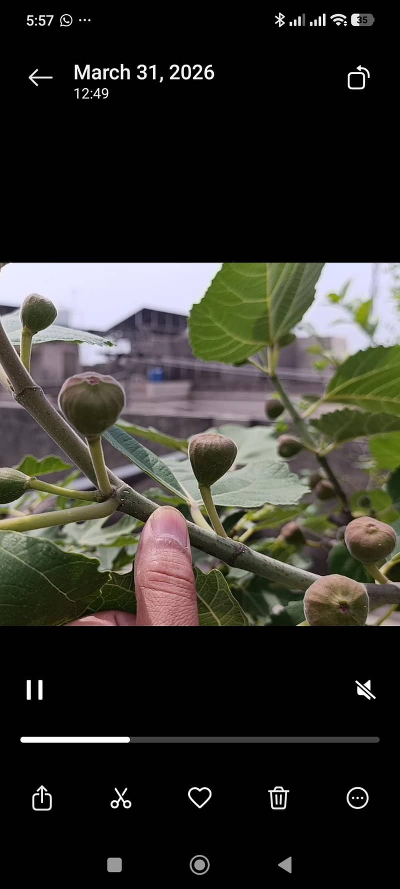 Grafted Fig 3