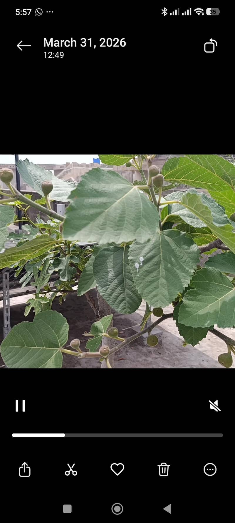 Grafted Fig 7