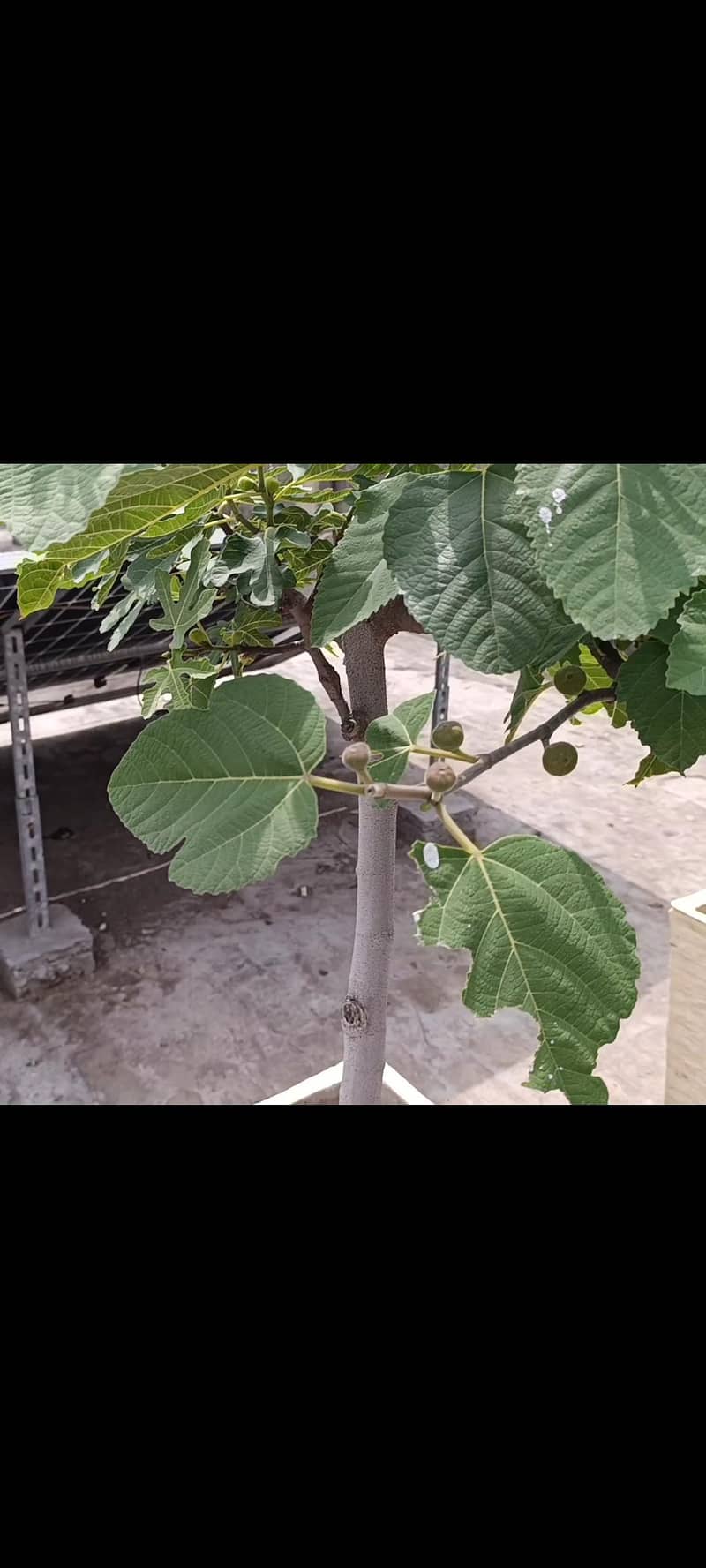 Grafted Fig 8