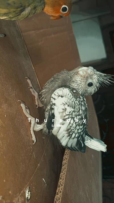 coacktails chicks for handtame