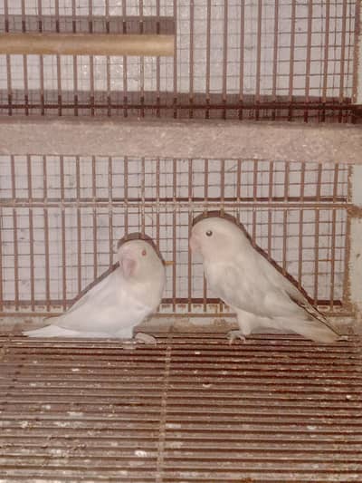 breeder pair