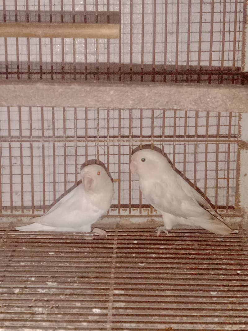 breeder pair 0