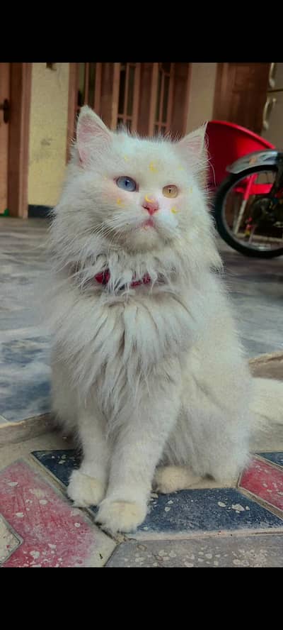 Persian Triple Coat Cat